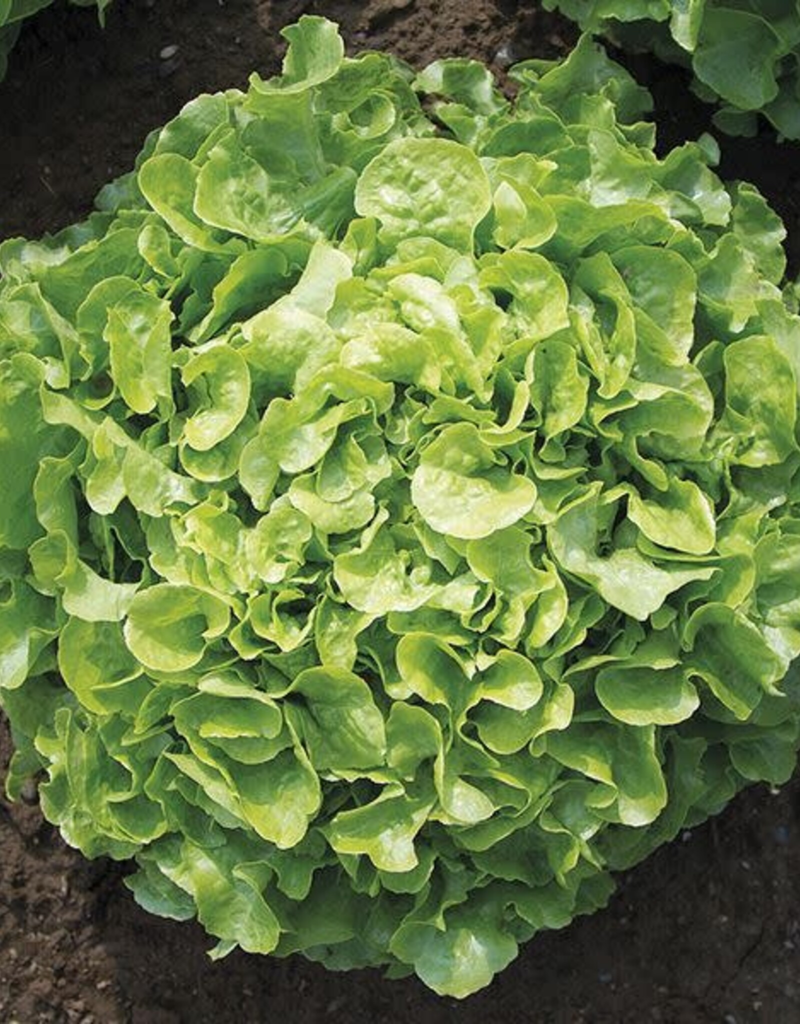 HM LETTUCE NEW Encino 500 seeds