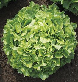 HM LETTUCE NEW Encino 500 seeds