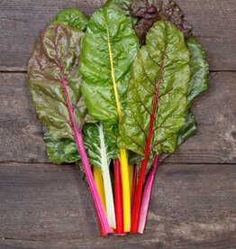 HM CHARD-NEW Peacock Formulated Blend 100 seeds
