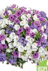 Proven Winners Annual Hanging Basket- Moonlit Lavender 12 inch-2026 PRE-BOOK