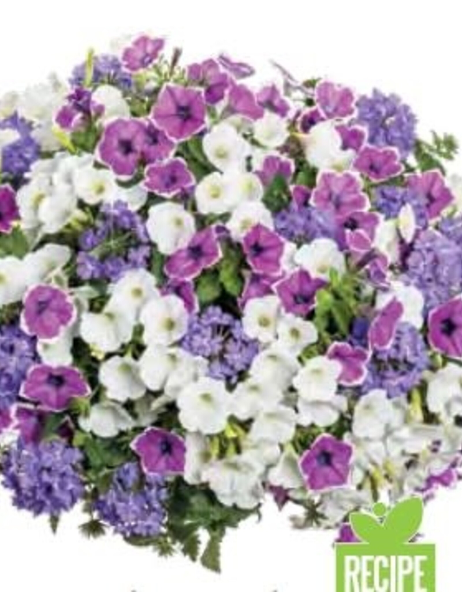 Proven Winners Annual Hanging Basket- Moonlit Lavender 12 inch-2026 PRE-BOOK