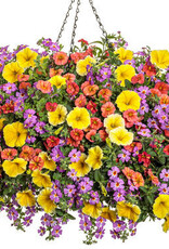 Proven Winners Annual Hanging Basket- Saffron Sunrise 12 inch-2026 PRE-BOOK