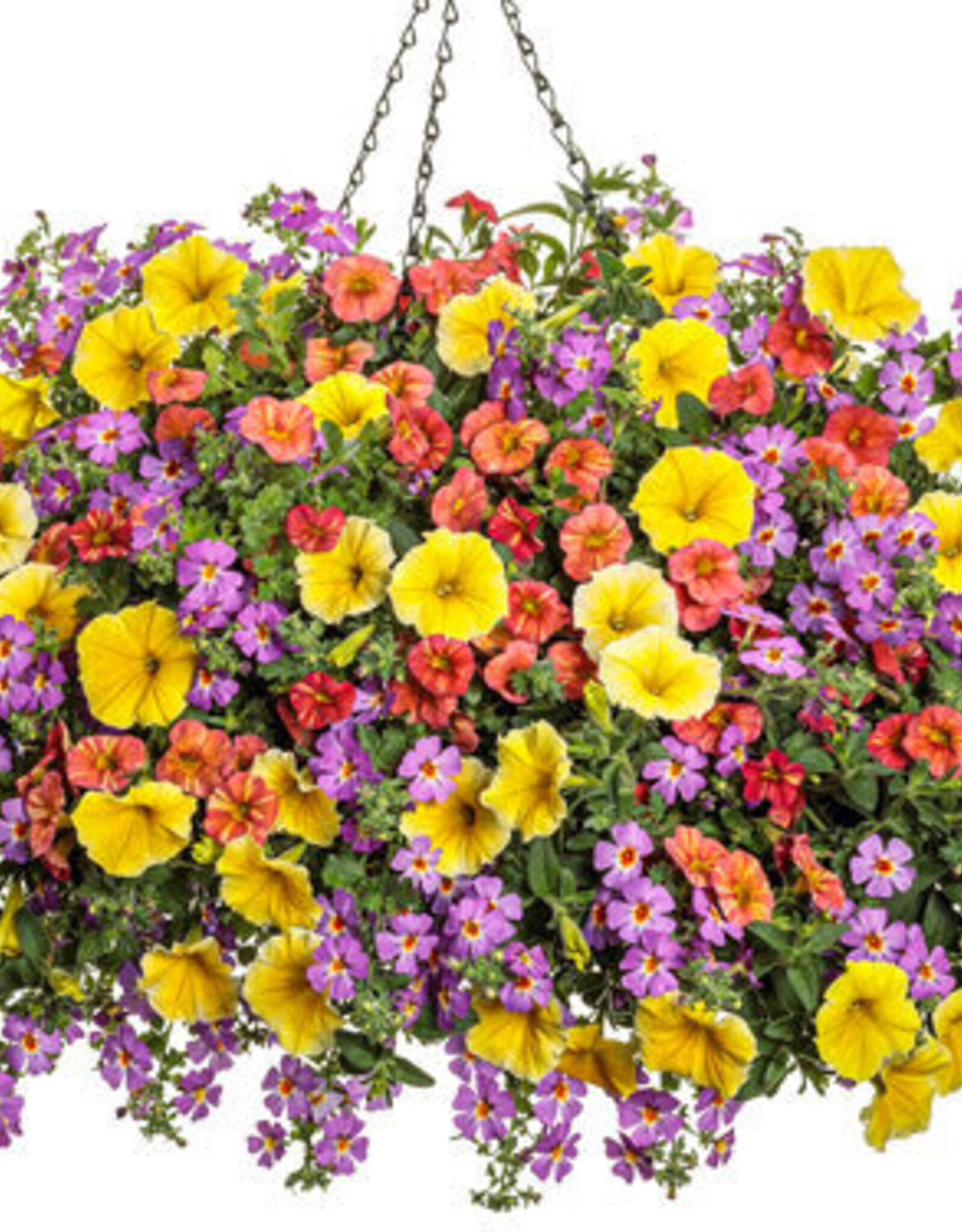 Proven Winners Annual Hanging Basket- Saffron Sunrise 12 inch-2026 PRE-BOOK