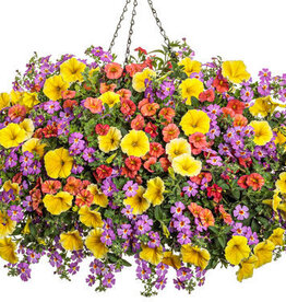 Proven Winners Annual Hanging Basket- Saffron Sunrise 12 inch-2026 PRE-BOOK