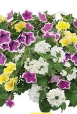 Proven Winners Proven Winner's Tub and Basket Fillers #1- Blossoms and Besties