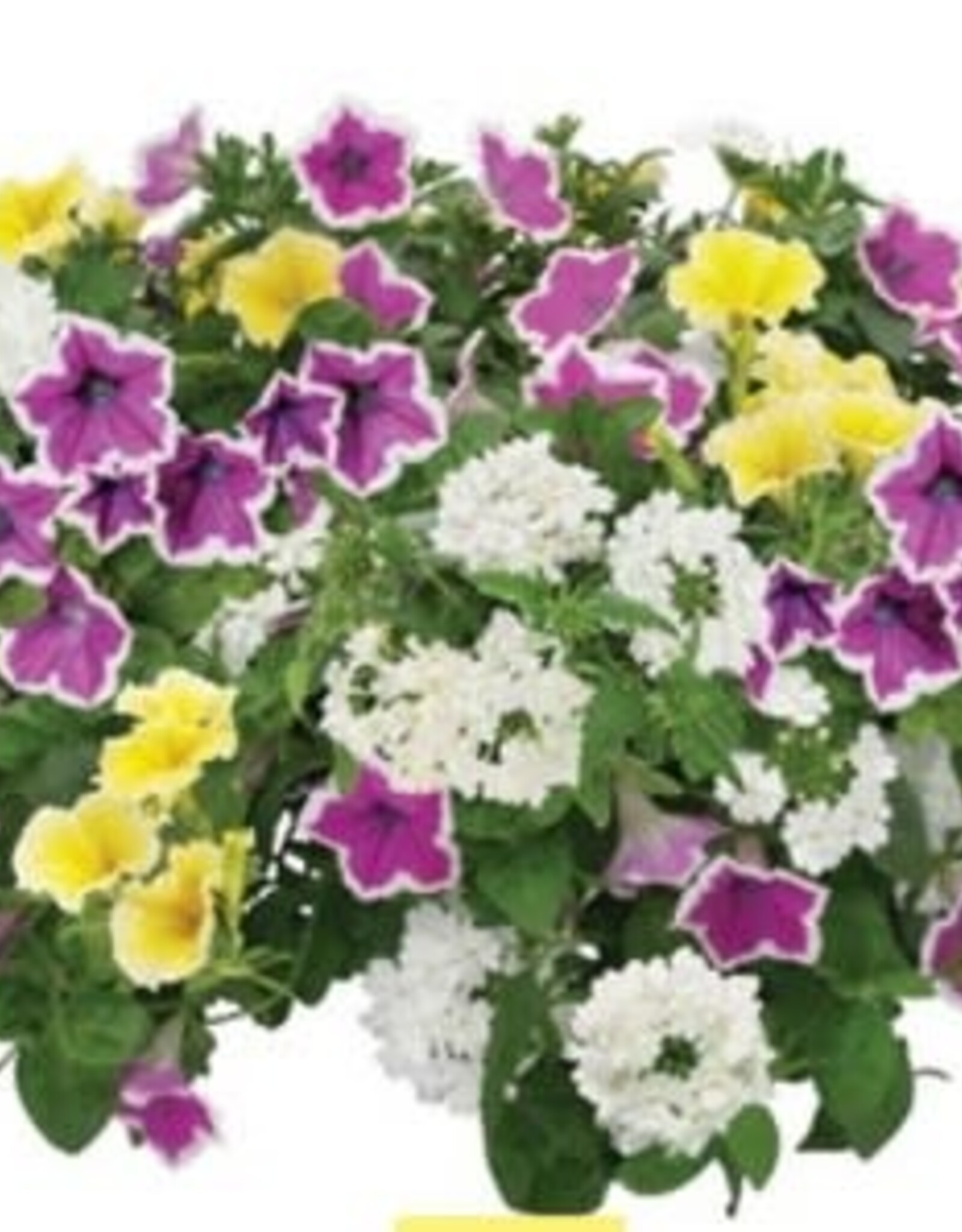 Proven Winners Proven Winner's Tub and Basket Fillers #1- Blossoms and Besties