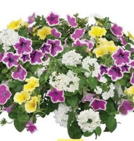 Proven Winners Proven Winner's Tub and Basket Fillers #1- Blossoms and Besties