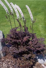 Bron and Sons Actaea simplex 'Black Negligee' Bugbane