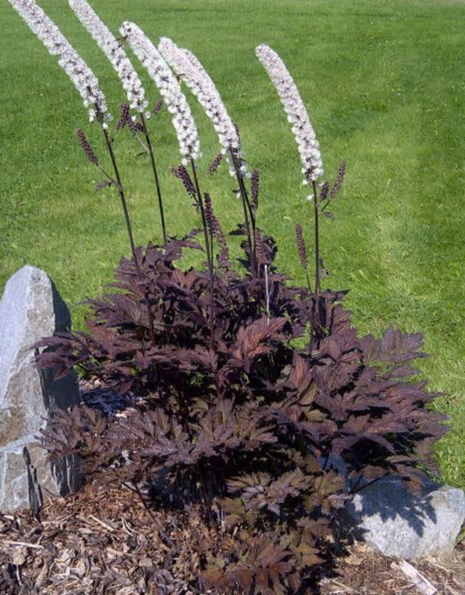 Bron and Sons Actaea simplex 'Black Negligee' #2  Black Negligee Bugbane