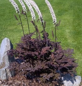 Bron and Sons Actaea simplex 'Black Negligee' Bugbane