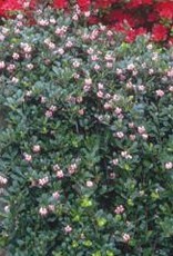 Bron and Sons Arctostaphylos uva-ursi #1 Kinnikinnick berry
