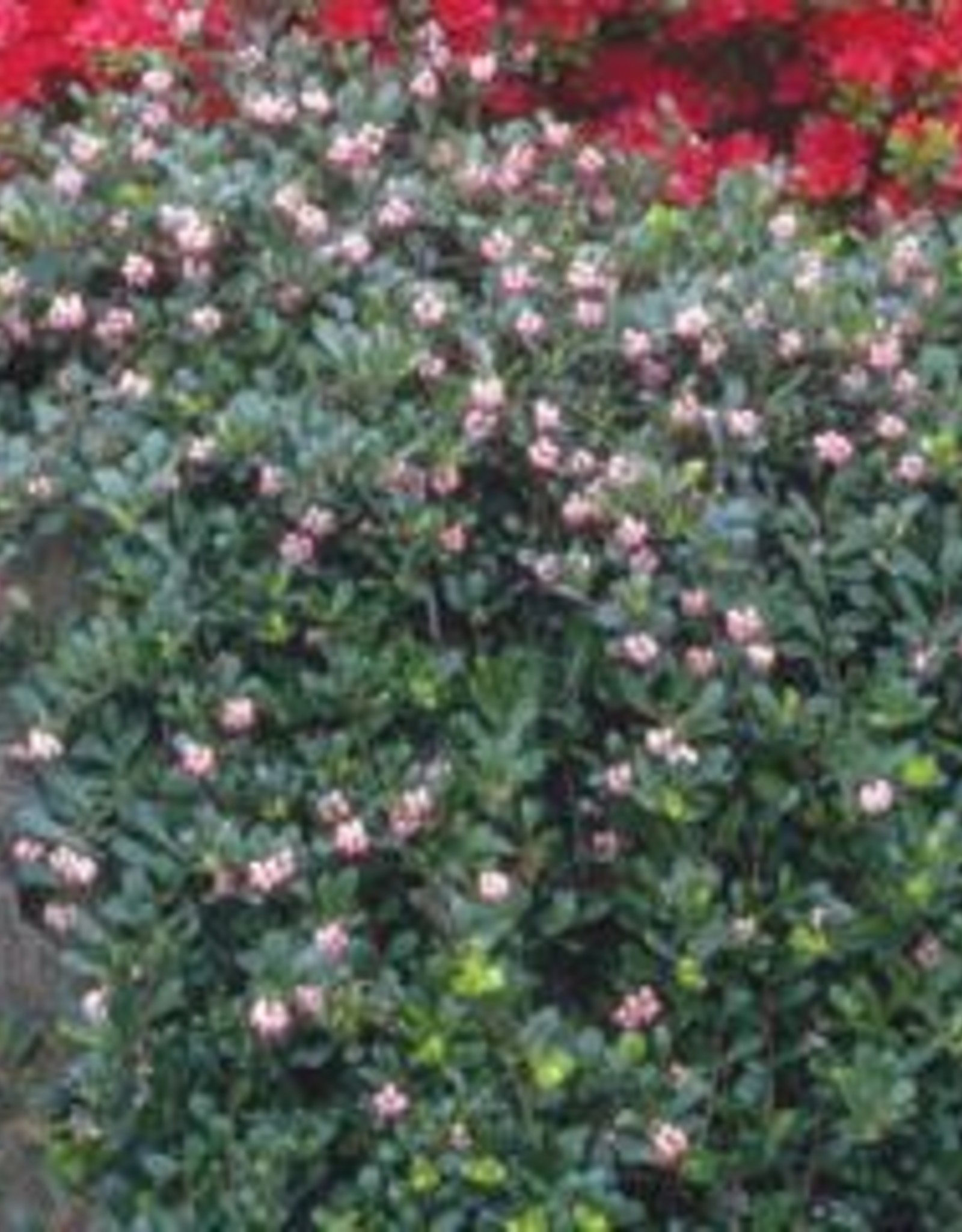 Bron and Sons Arctostaphylos uva-ursi #1 Kinnikinnick berry