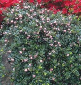 Bron and Sons Arctostaphylos uva-ursi #1 Kinnikinnick berry