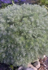 Bron and Sons Artemisia schmidtiana 'Nana' #1 Silver Mound