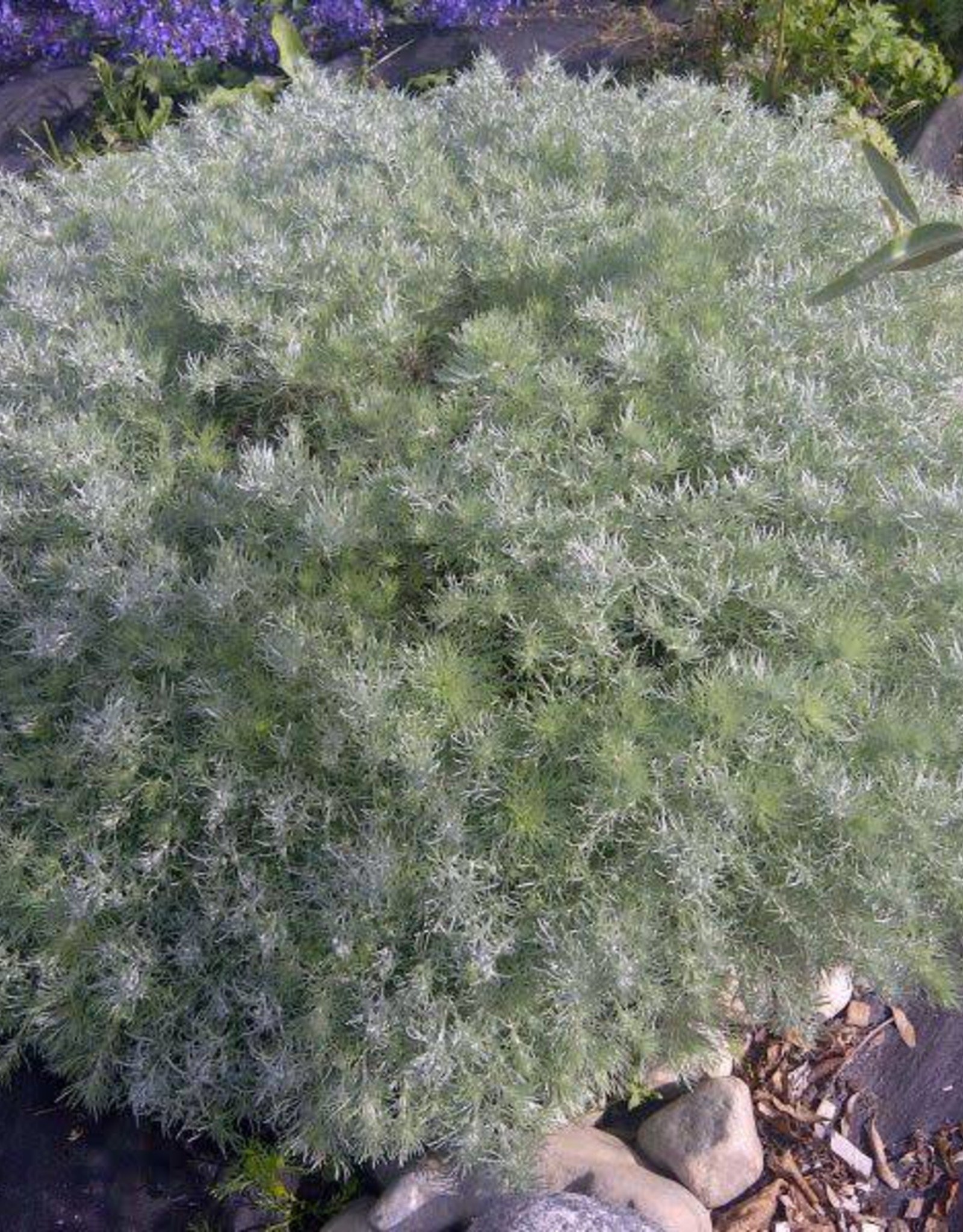 Bron and Sons Artemisia schmidtiana 'Nana' #1 Silver Mound