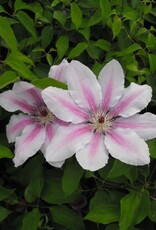 Bron and Sons Clematis 'Nelly Moser' #1  Nelly Moser Clematis