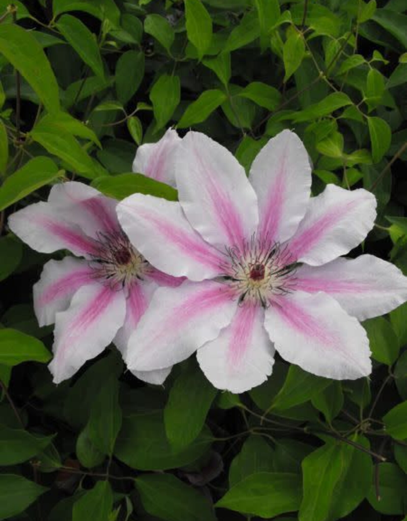 Bron and Sons Clematis 'Nelly Moser' #1  Nelly Moser Clematis