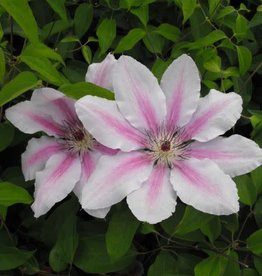 Bron and Sons Clematis 'Nelly Moser' #1  Nelly Moser Clematis