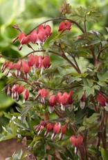 Bron and Sons Dicentra spectalis 'Hordival' PP22739 #1  Valentine® Bleeding Heart