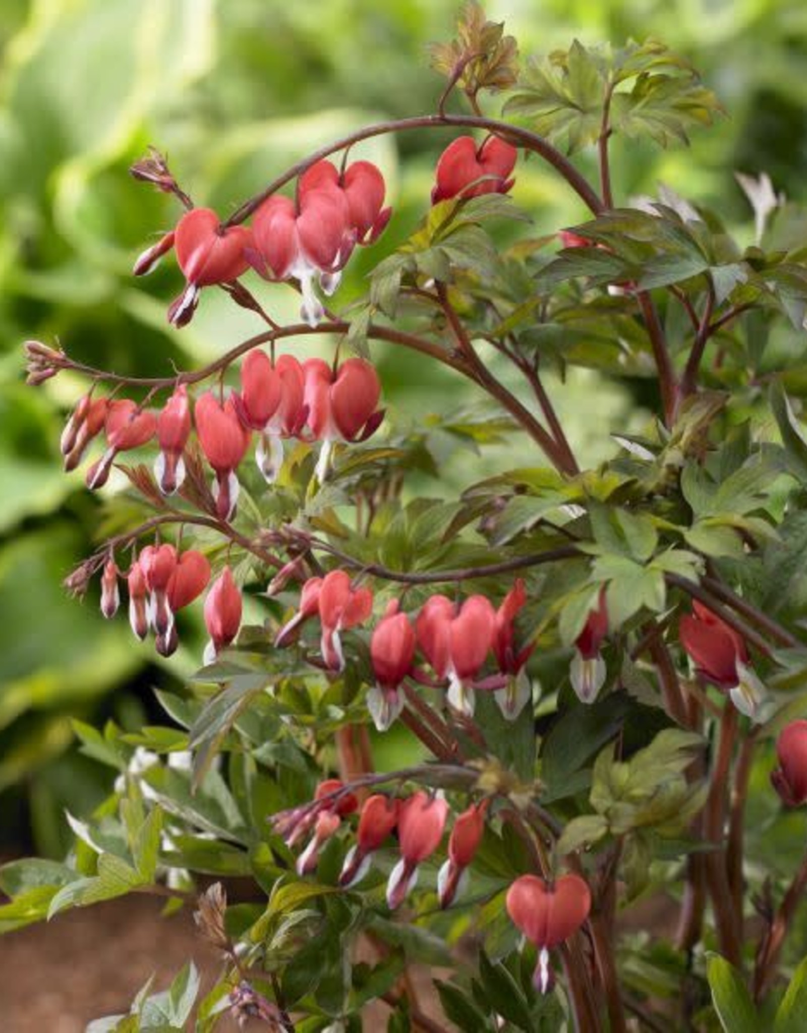 Bron and Sons Dicentra 'Hordival'  #1 Valentine Bleeding heart