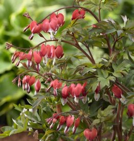 Bron and Sons Dicentra 'Hordival'  #1 Valentine Bleeding heart