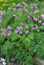 Bron and Sons Dicentra formosa 'Luxuriant' #1 Bleeding heart
