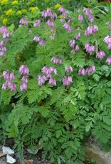 Bron and Sons Dicentra formosa 'Luxuriant' #1  Luxuriant Bleeding Heart