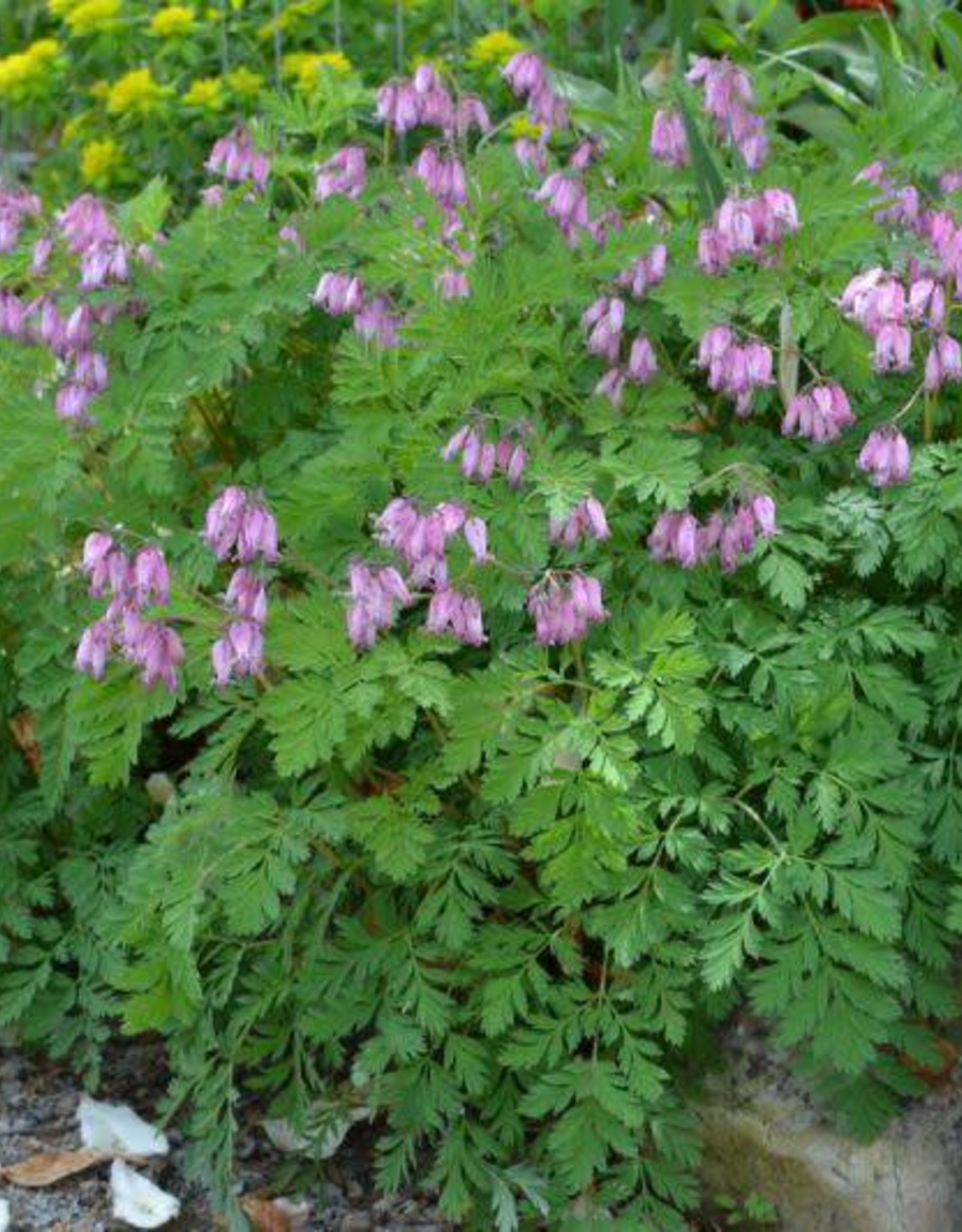 Bron and Sons Dicentra formosa 'Luxuriant' #1  Luxuriant Bleeding Heart
