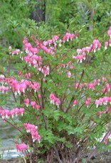 Bron and Sons Dicentra spectabilis #1  Old Fash. Pink Bleeding Heart
