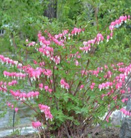 Bron and Sons Dicentra spectabilis #1 Old Fashioned Bleeding Heart