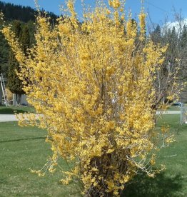 Bron and Sons Forsythia 'Northern Gold' #2