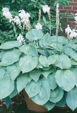 Bron and Sons Hosta 'Blue Angel' #1