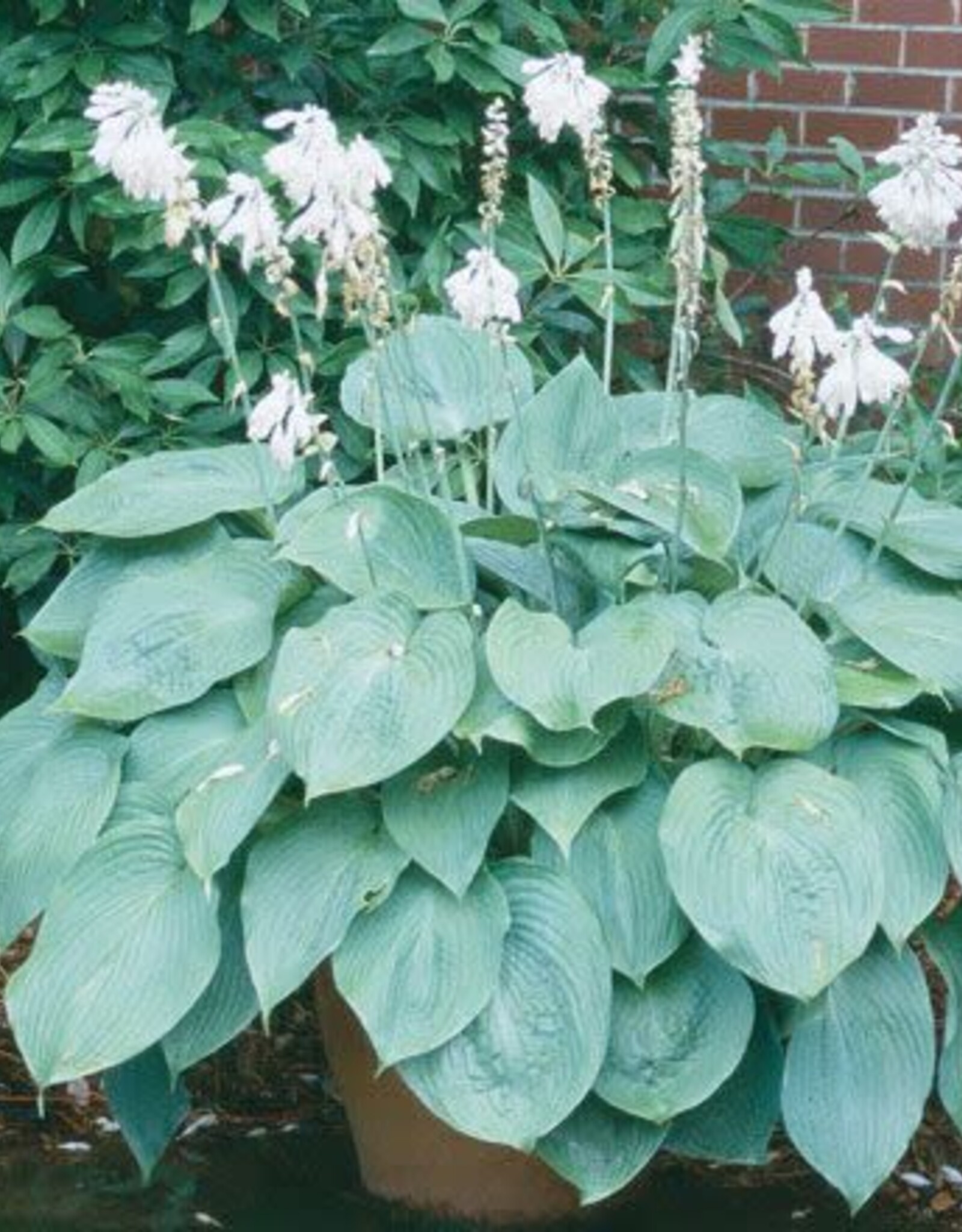 Hosta 'Blue Angel' #1