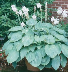 Hosta 'Blue Angel' #1
