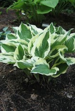 Bron and Sons Hosta fortunei 'Patriot'