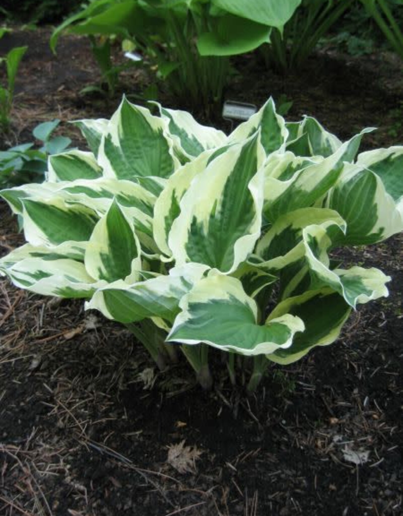 Bron and Sons Hosta fortunei 'Patriot' #1