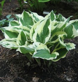 Bron and Sons Hosta fortunei 'Patriot' #1