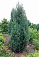 Bron and Sons Juniperus scopulorum 'Blue Arrow' #5 Blue Arrow Juniper