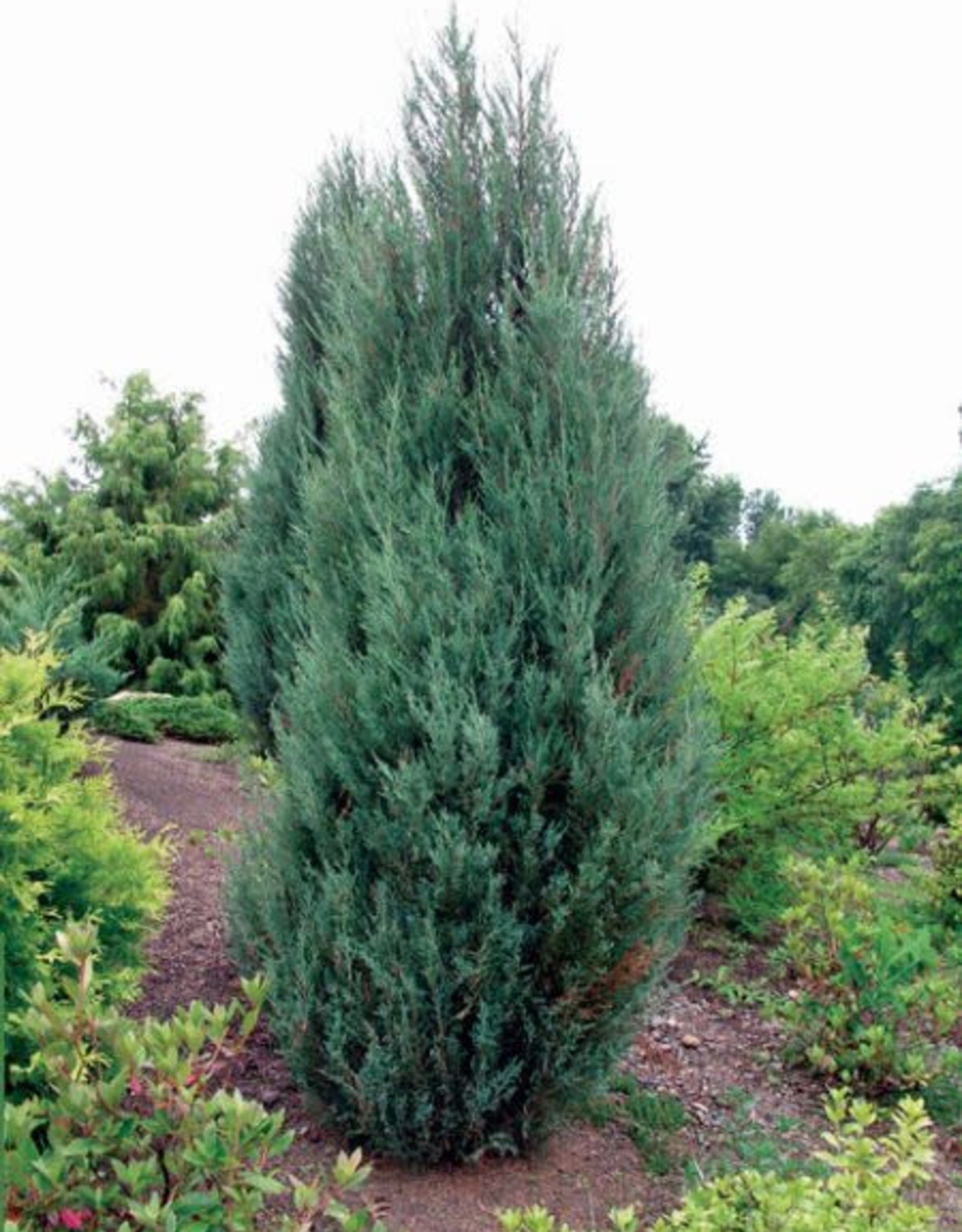 Juniperus scopulorum 'Medora' #5 Blue Arrow Juniper - Wagon Wheel