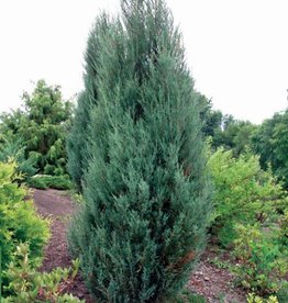 Bron and Sons Juniperus scopulorum 'Blue Arrow' #5 Blue Arrow Juniper