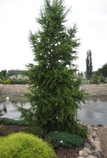 Bron and Sons Larix sibirica #2 Siberian Larch