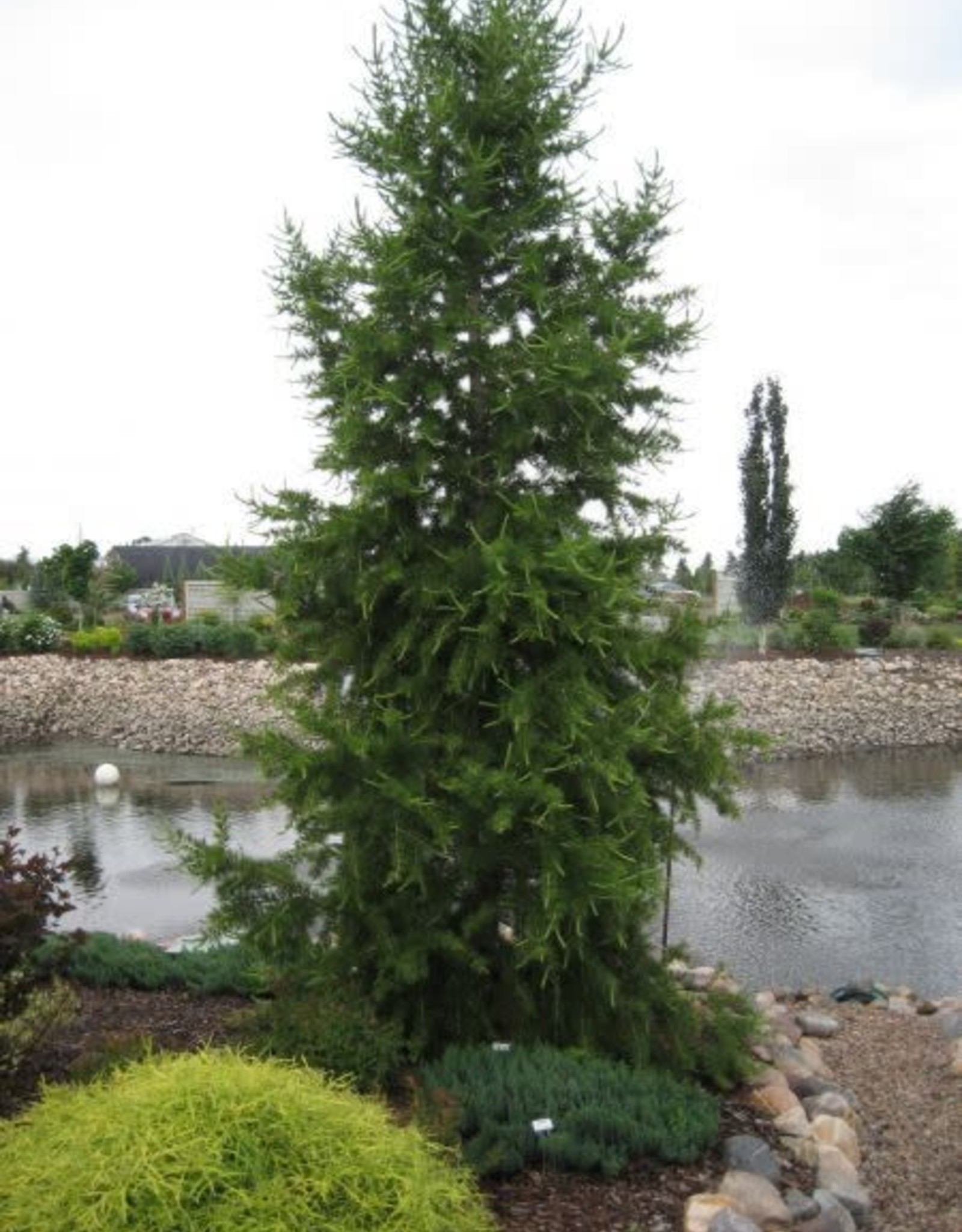 Bron and Sons Larix sibirica #2 Siberian Larch