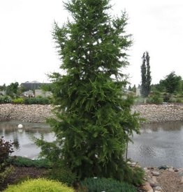 Bron and Sons Larix sibirica #2 Siberian Larch