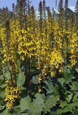 Bron and Sons Ligularia 'Little Rocket' #2