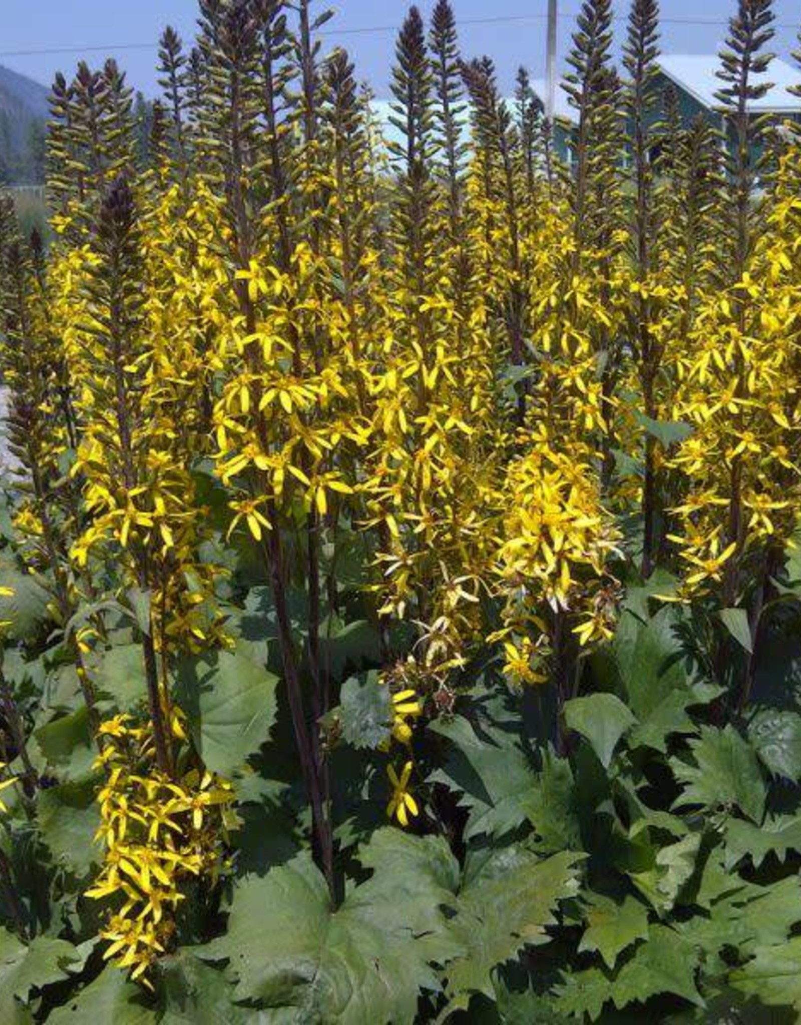 Bron and Sons Ligularia 'Little Rocket' PP14621 #2  Little Rocket Ligularia