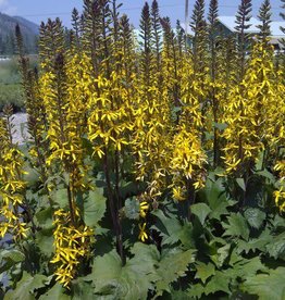 Bron and Sons Ligularia 'Little Rocket' #2
