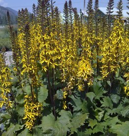 Bron and Sons Ligularia 'Little Rocket' PP14621 #2  Little Rocket Ligularia