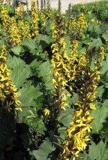 Bron and Sons Ligularia 'The Rocket'  #2