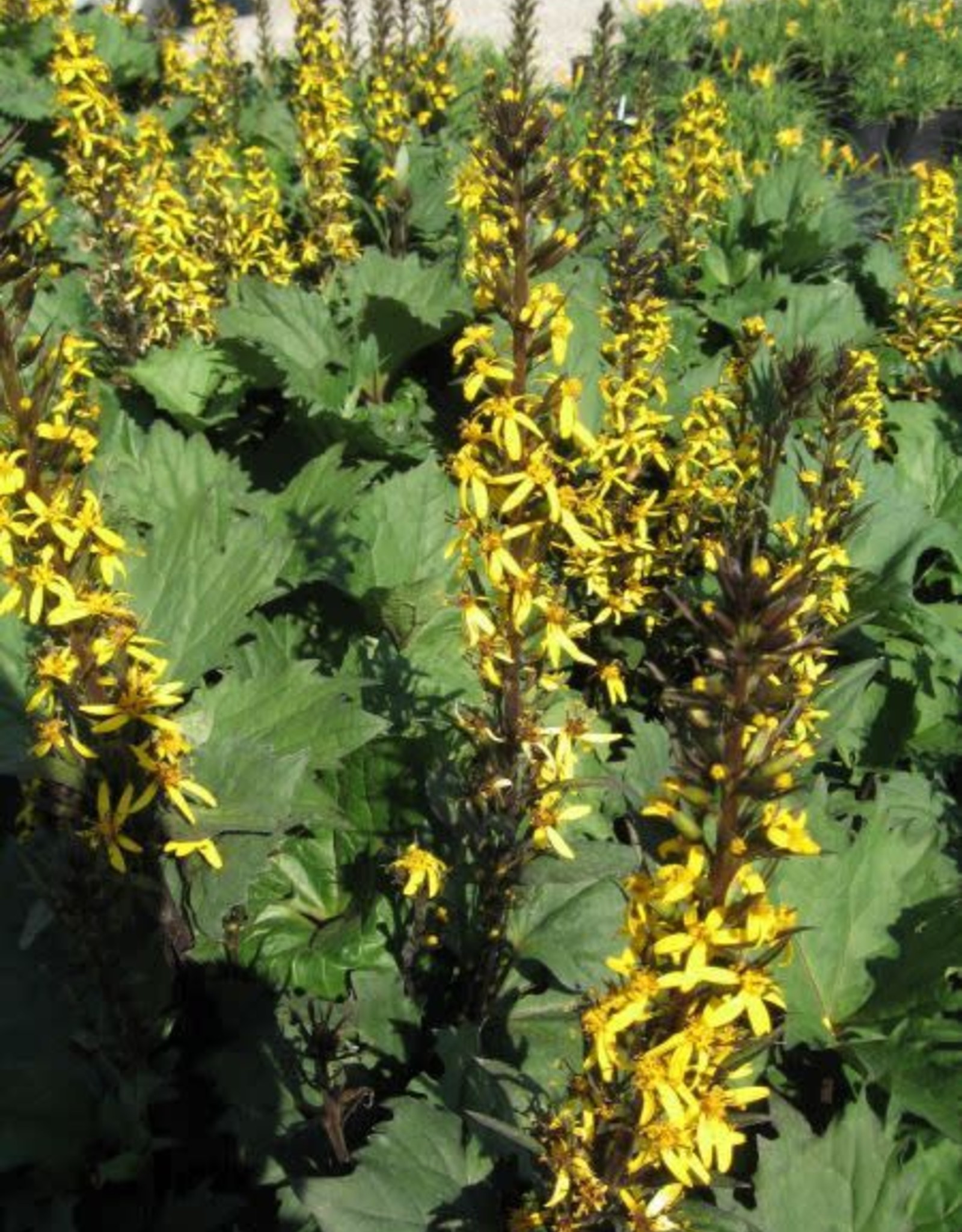 Bron and Sons Ligularia 'The Rocket'  #2