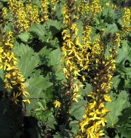 Bron and Sons Ligularia 'The Rocket' #2  -The Rocket Ligularia
